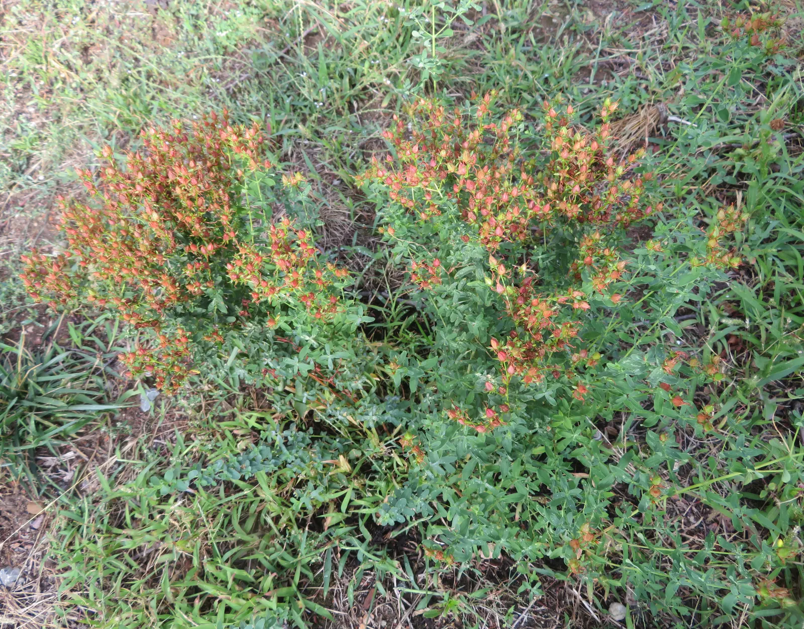 St. John's Wort (Hypericum 'Hidcote') — set against a backdrop of dense
