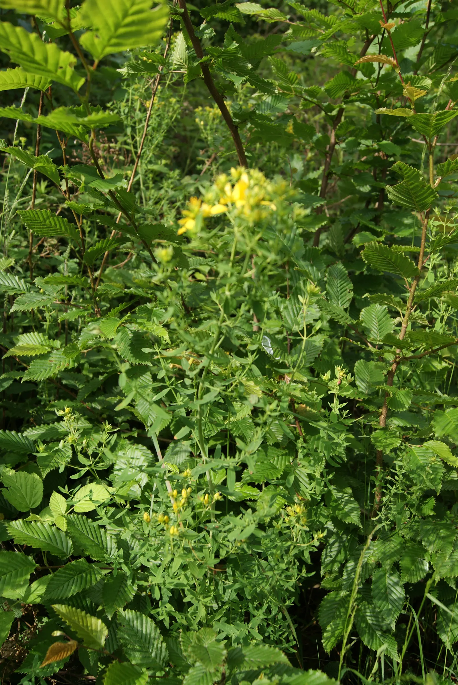 St. John's Wort (Hypericum 'Hidcote') — It matures to 3-4 feet in height and spread, with a rounded habit; shrub with yellow blooms