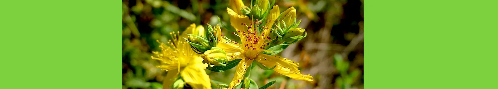 St. John's Wort (Hypericum 'Hidcote') — John's Wort prefers a position in full sun to partial shade and thrives in well-drained soil; yellow, image 67