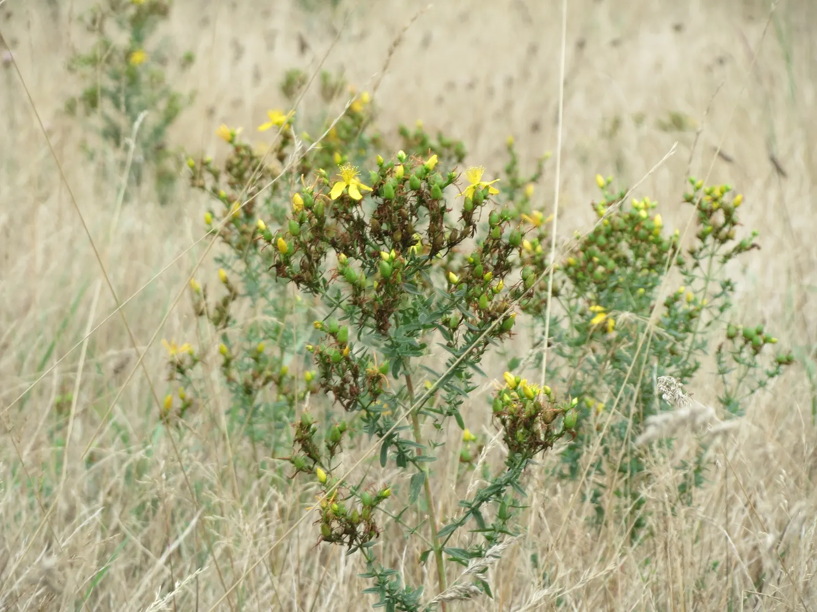 St. John's Wort (Hypericum 'Hidcote') — showing a good level of drought tolerance once established; benefits from deadheading to promote continuous, image 120