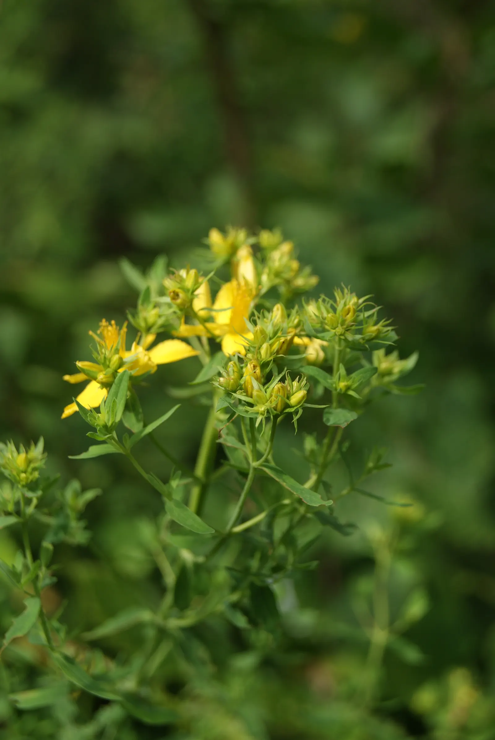 St. John's Wort (Hypericum 'Hidcote') — are composed of a profusion of stamens; approximately 3 inches across, image 113