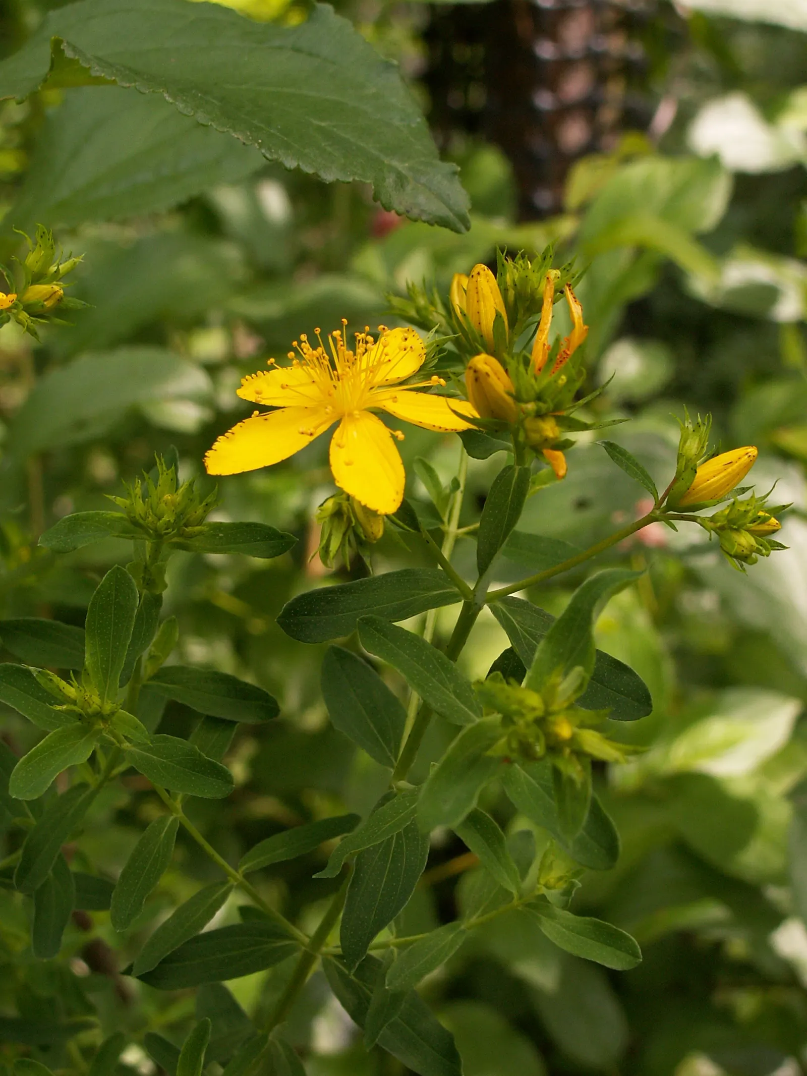 St. John's Wort (Hypericum 'Hidcote') — creating a conspicuous starburst effect
