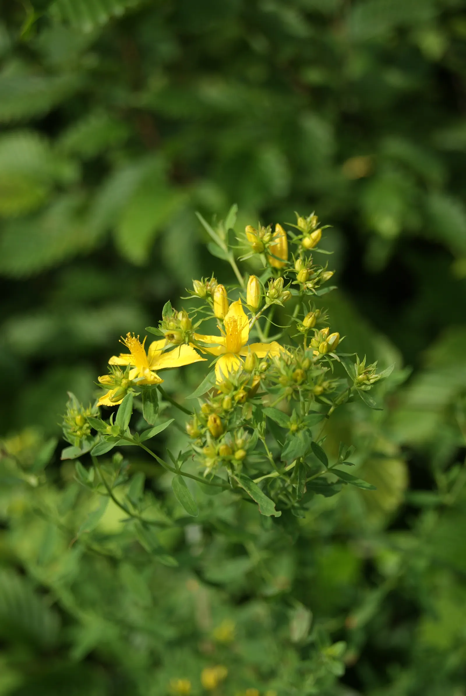St. John's Wort (Hypericum 'Hidcote') — which can be an engaging topic for the client interested in the historical uses of their garden plants; to maintain a