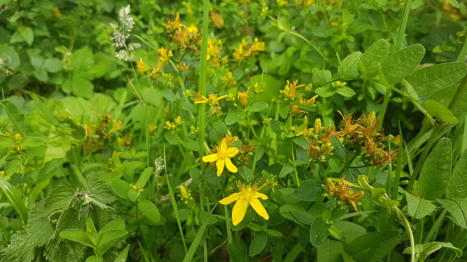 St. John's Wort (Hypericum 'Hidcote') — is a versatile and robust semi-evergreen shrub that adds a splash of vibrant color to any landscape, image 59