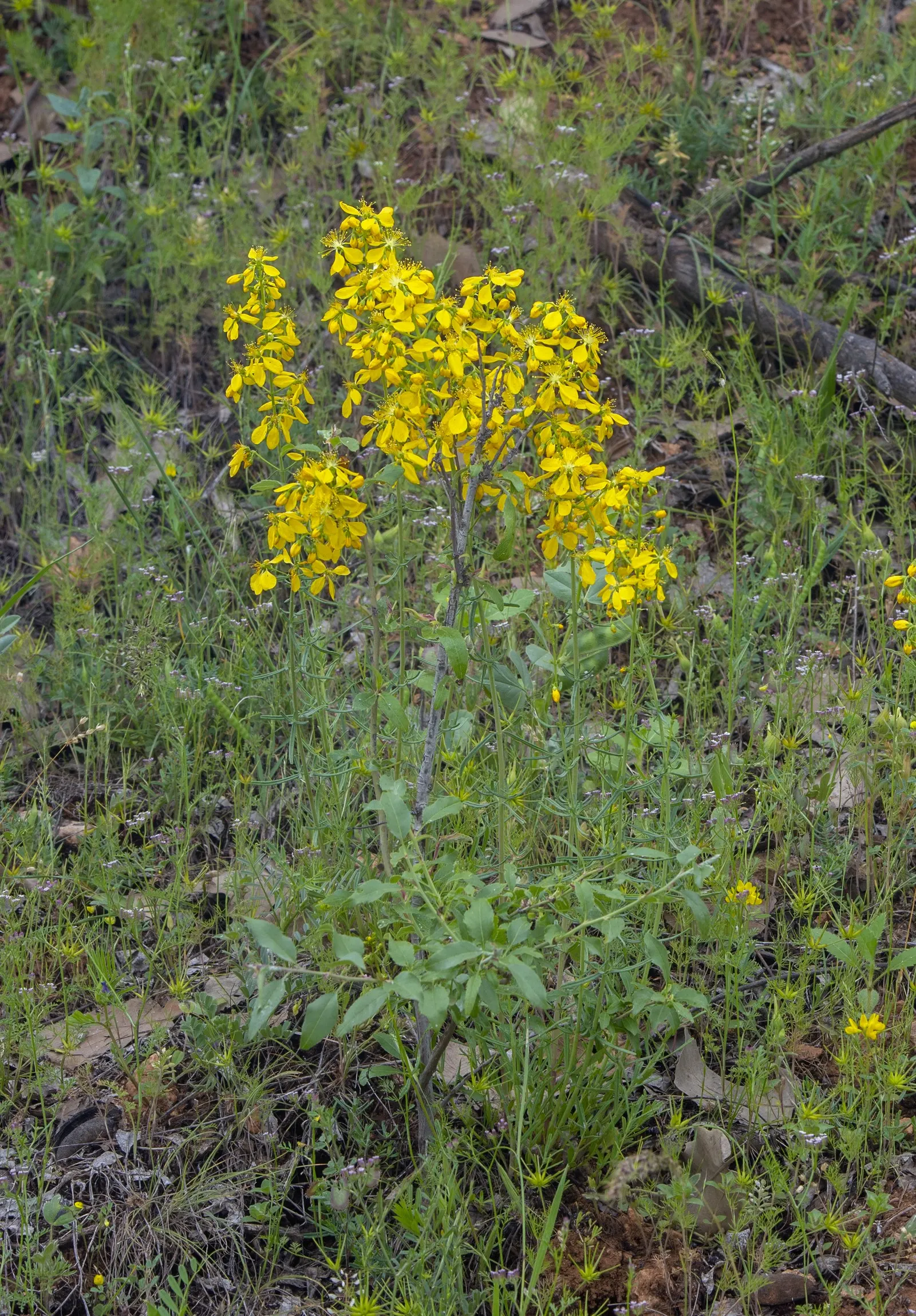 St. John's Wort (Hypericum 'Hidcote') — are composed of a profusion of stamens; approximately 3 inches across, image 61