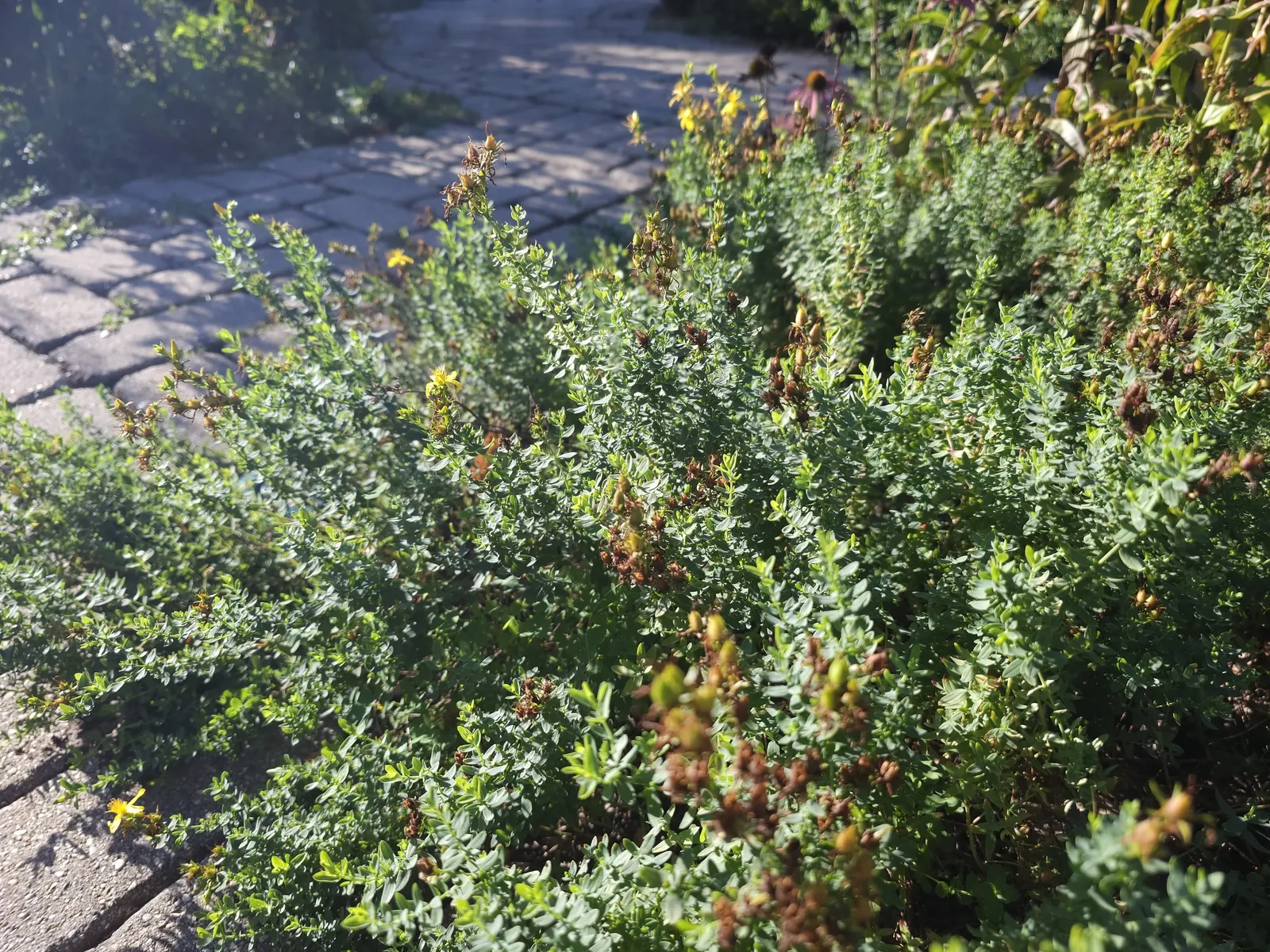 St. John's Wort (Hypericum 'Hidcote') — showing a good level of drought tolerance once established
