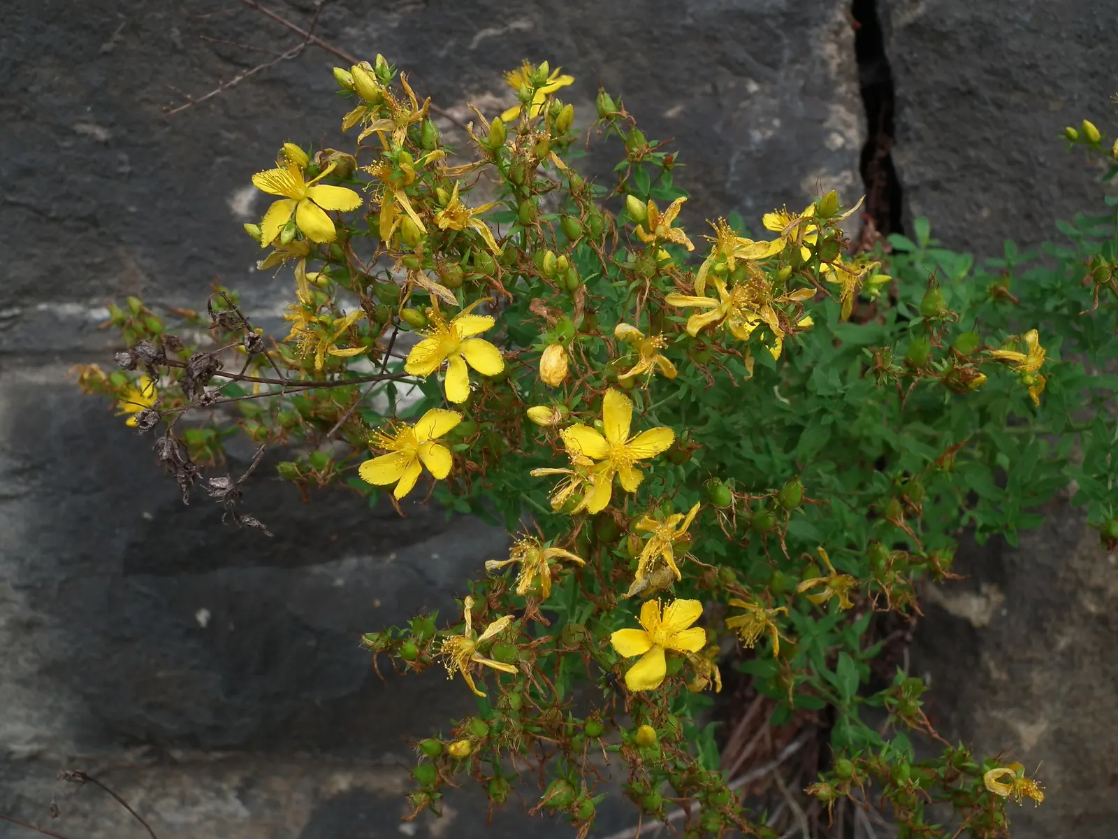 St. John's Wort (Hypericum 'Hidcote') — showing a good level of drought tolerance once established; benefits from deadheading to promote continuous blooms from