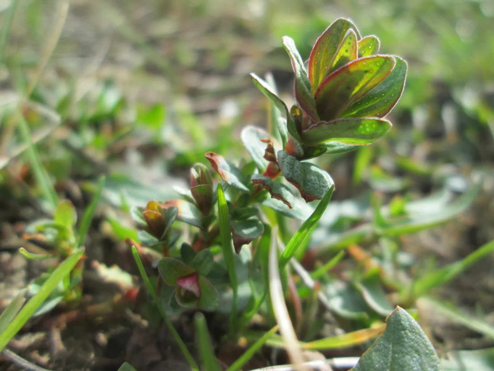 St. John's Wort (Hypericum 'Hidcote') — or as part of a mixed shrubbery display; its leaves are oval-shaped and dark blue-green