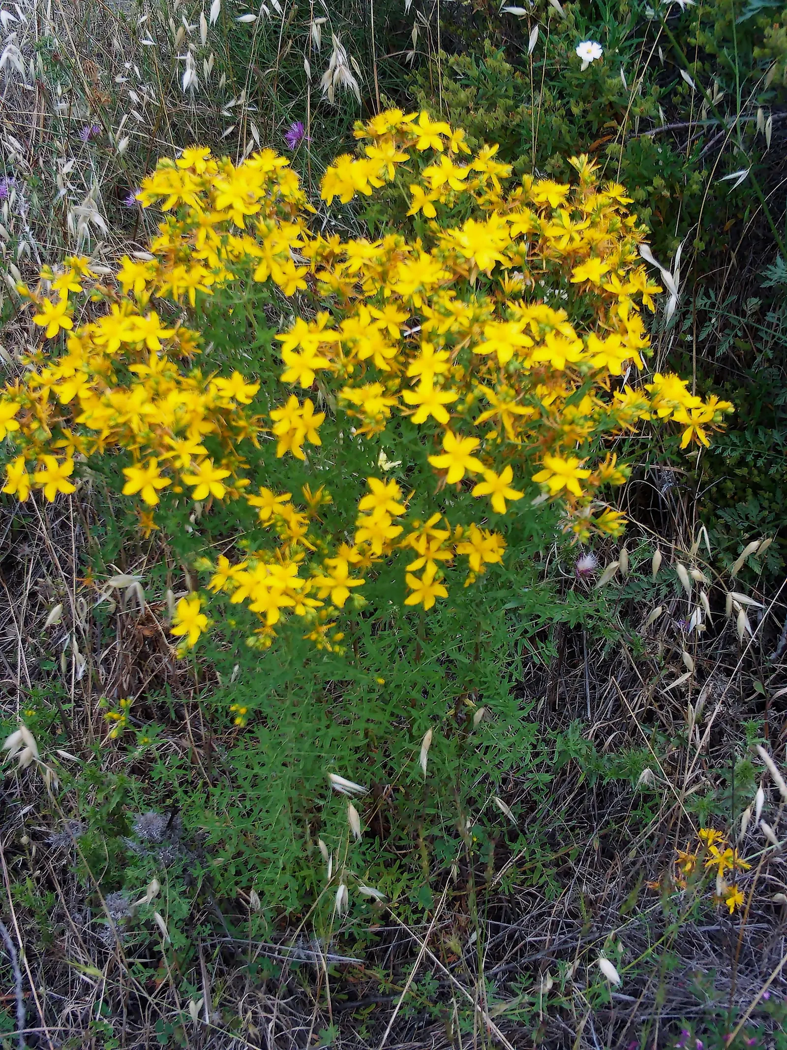 St. John's Wort (Hypericum 'Hidcote') — which can be an engaging topic for the client interested in the historical uses of their garden plants; to, image 122