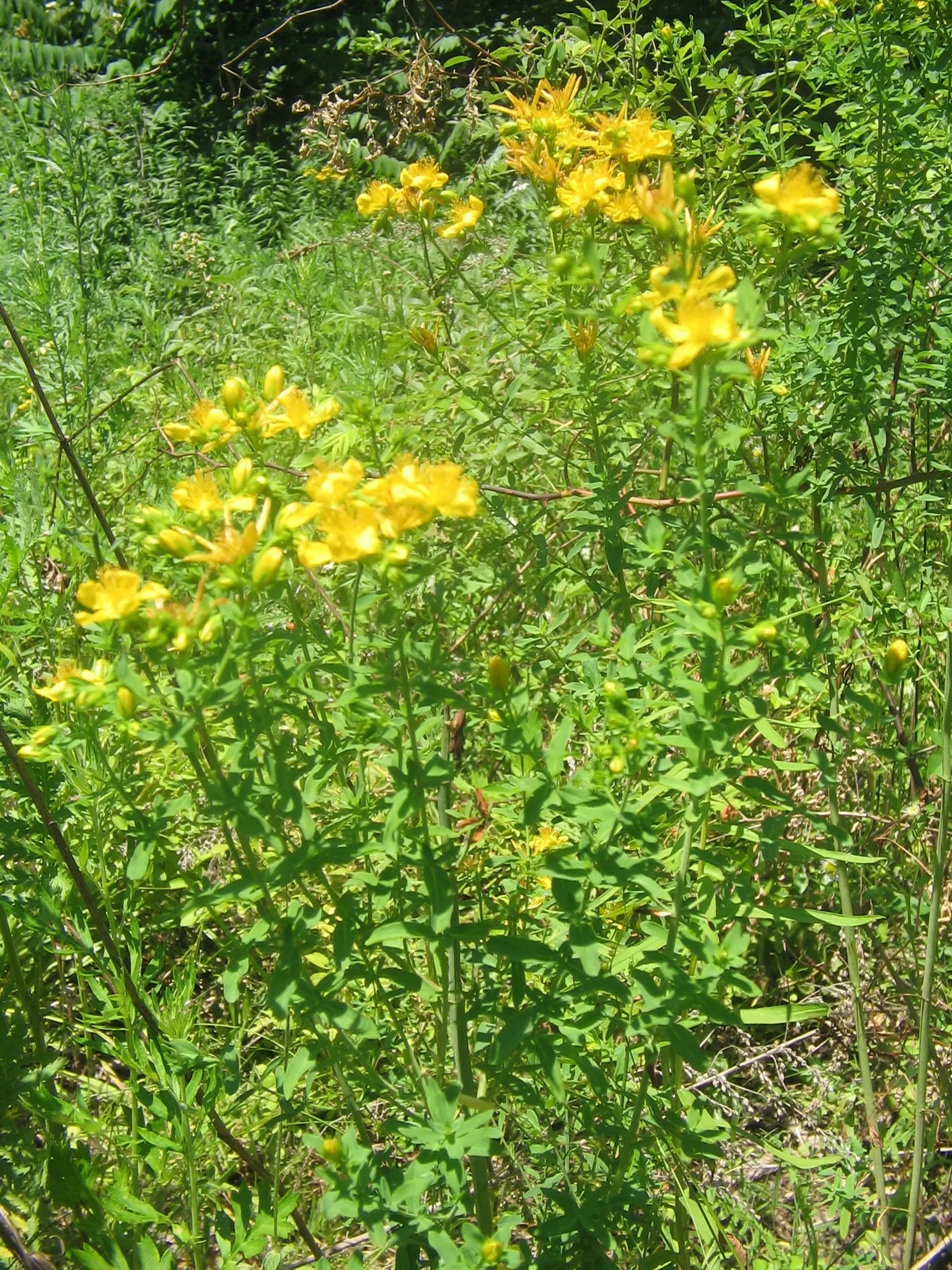St. John's Wort (Hypericum 'Hidcote') — yellow flowers in the garden; are composed of a profusion of stamens