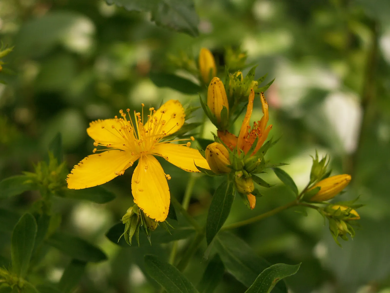 St. John's Wort (Hypericum 'Hidcote') — Ideal for borders or foundation plantings, this low-maintenance perennial thrives in full sun to part, image 81