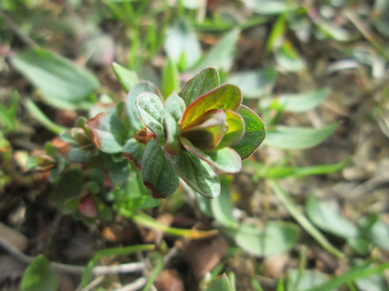 St. John's Wort (Hypericum 'Hidcote') — Hypericum 'Hidcote', commonly referred to as St; making it a suitable choice for a mid-sized border