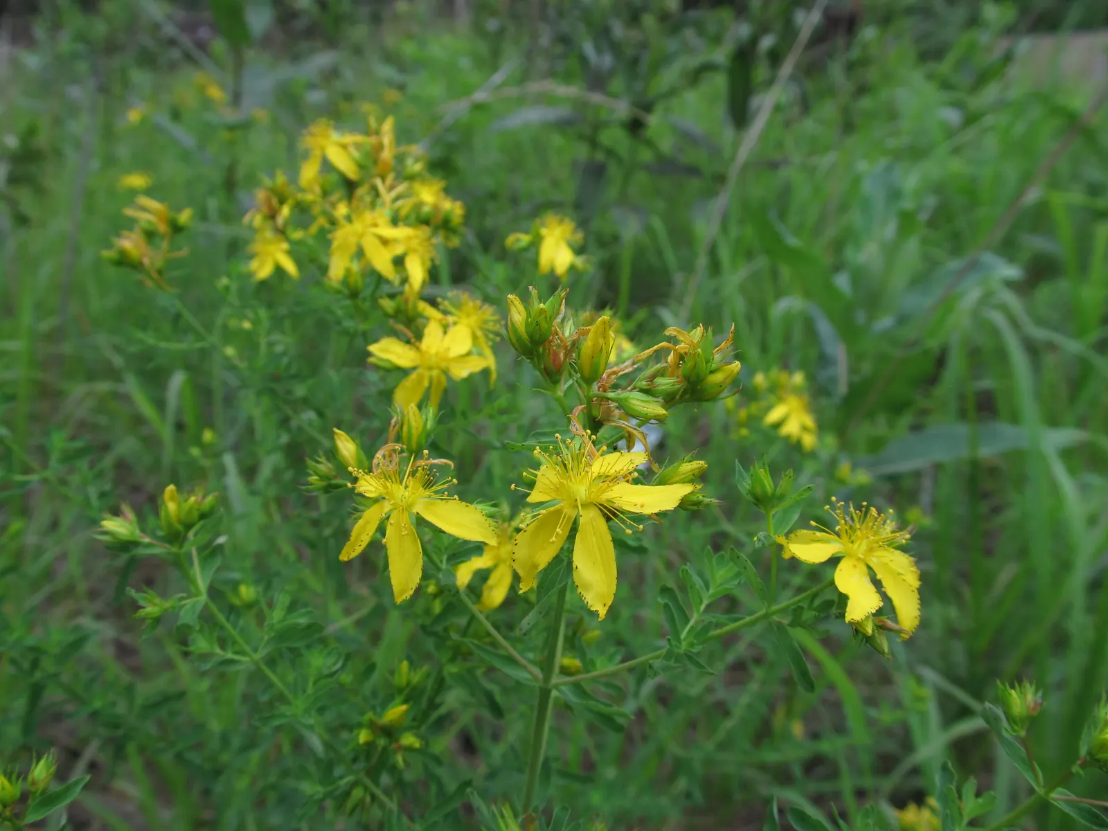St. John's Wort (Hypericum 'Hidcote') — shrub for full or half; making it a low-maintenance option for the garden, image 78