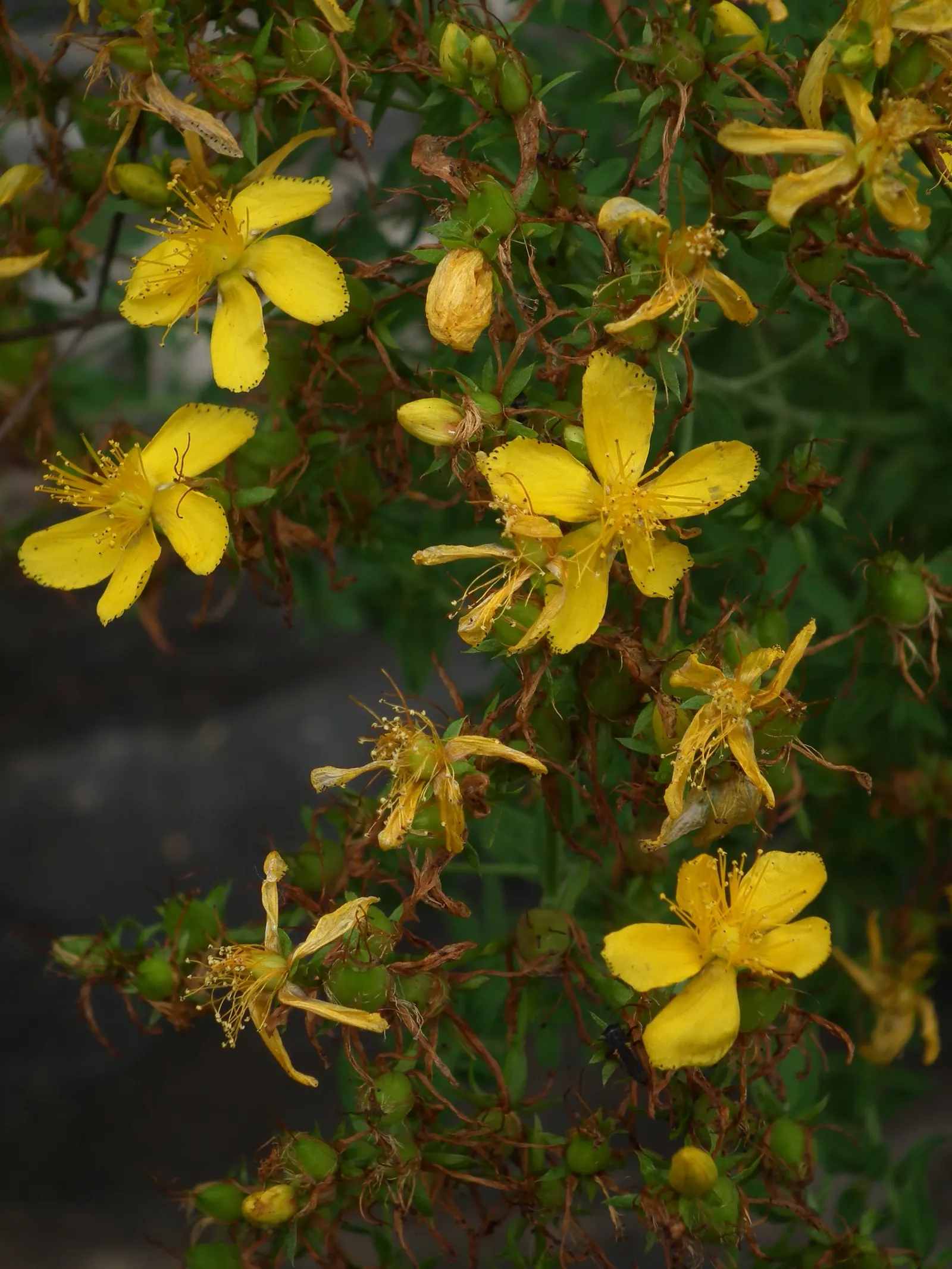 St. John's Wort (Hypericum 'Hidcote') — shrub with yellow blooms; showing a good level of drought tolerance once established, image 103