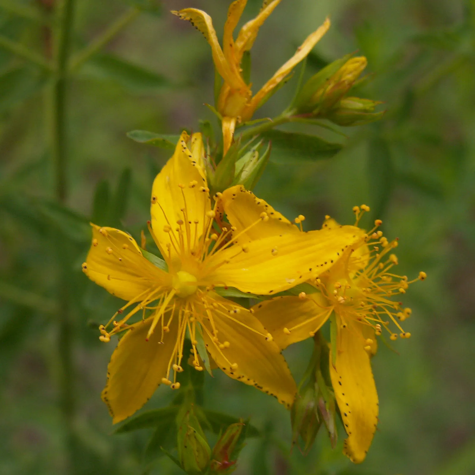 St. John's Wort (Hypericum 'Hidcote') — Its leaves are oval-shaped and dark blue-green; bushy foliage.<br><br>The plant typically reaches a height, image 95