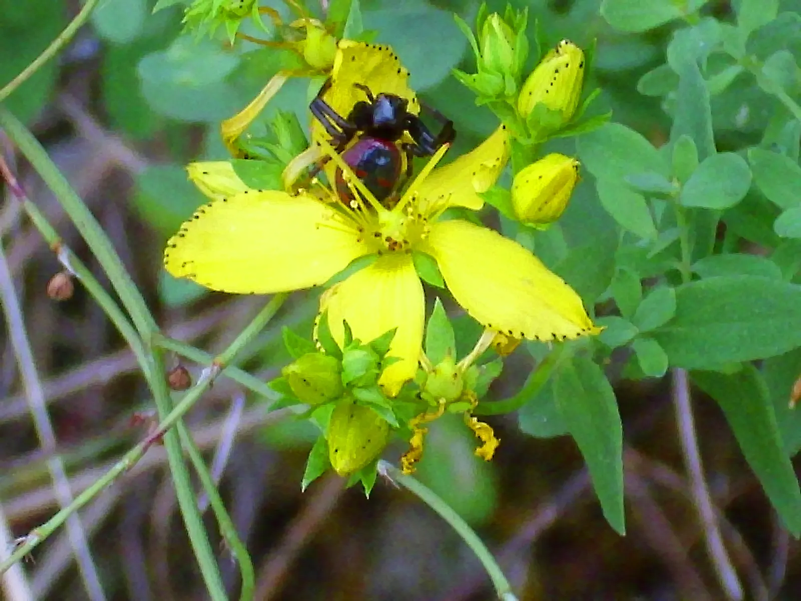 St. John's Wort (Hypericum 'Hidcote') — are composed of a profusion of stamens