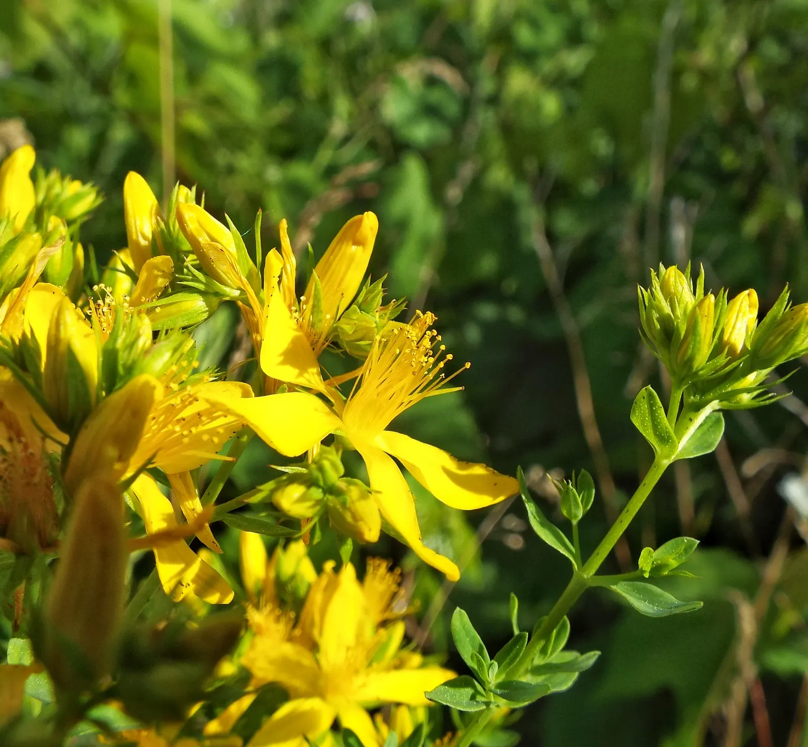 St. John's Wort (Hypericum 'Hidcote') — Benefits from deadheading to promote continuous blooms from midsummer to early fall; hypericum 'Hidcote', commonly