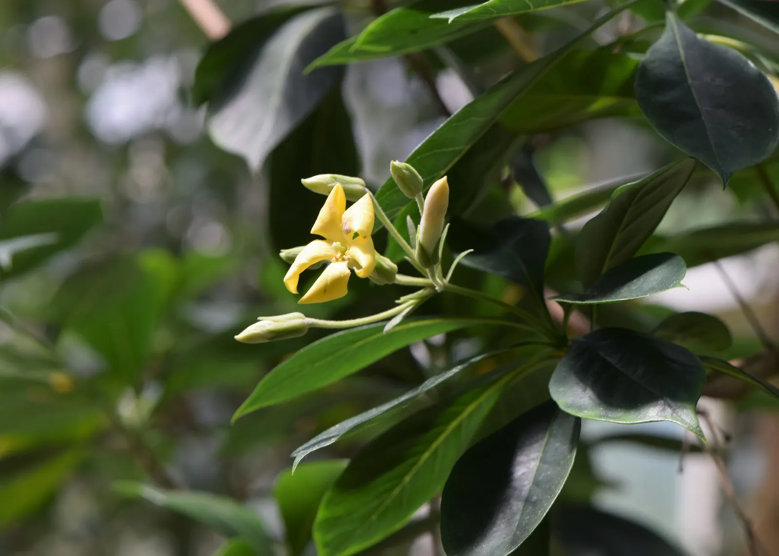 Sweetshade (Hymenosporum Flavum) — it produces clusters of star-shaped