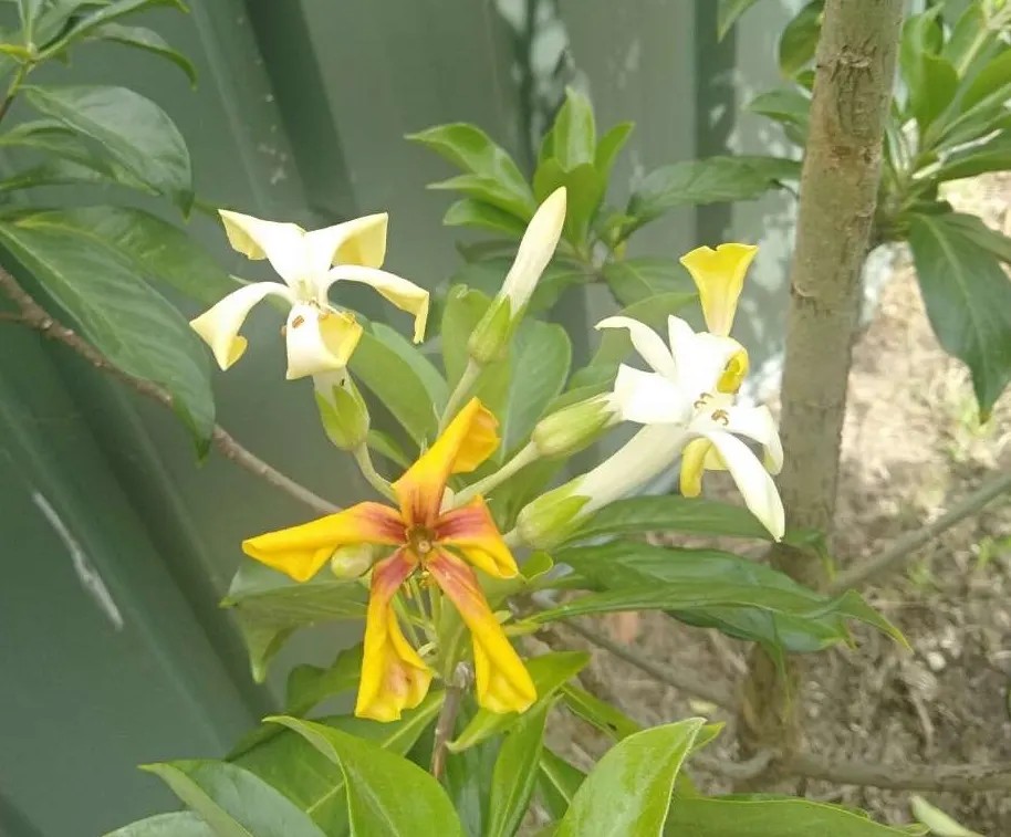 Sweetshade (Hymenosporum Flavum) — The Sweetshade, Hymenosporum flavum, is a fragrant, evergreen native to Australia
