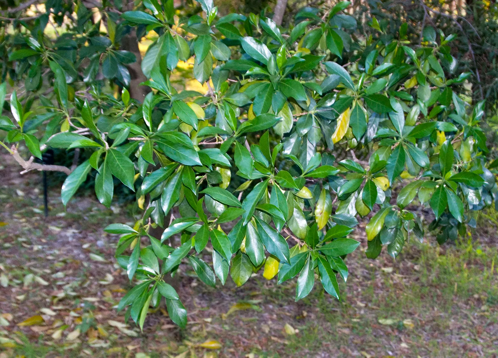 Sweetshade (Hymenosporum Flavum) — it produces clusters of star-shaped; with moderate growth rates