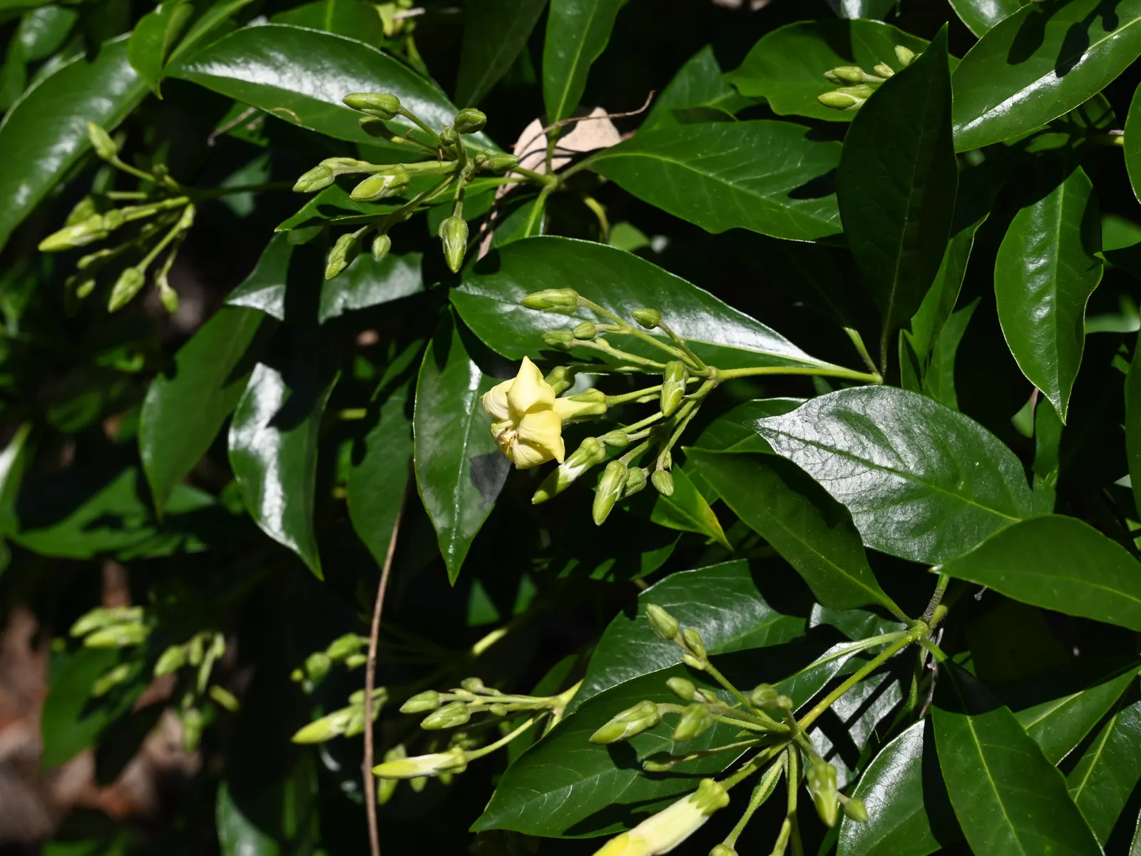 Sweetshade (Hymenosporum Flavum) — It thrives in USDA zones 9 through 11 and is renowned for its prolific and sweetly fragrant flowers