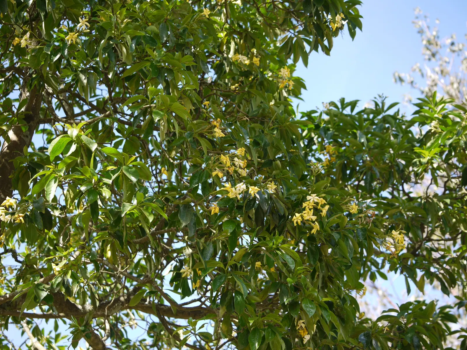 Sweetshade (Hymenosporum Flavum) — yellow flowers that evolve to a deep orange as they mature; tree for full or half