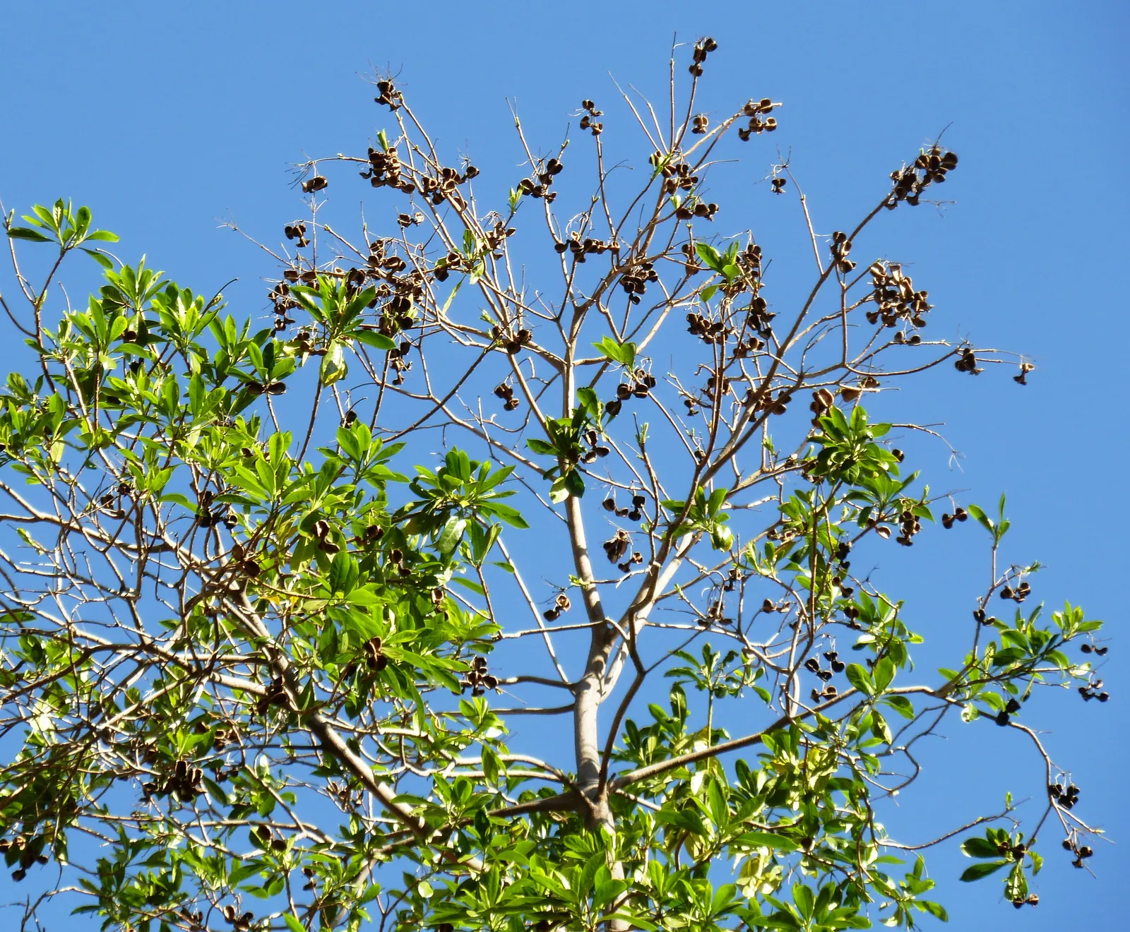 Sweetshade (Hymenosporum Flavum) — These flowers exude a rich