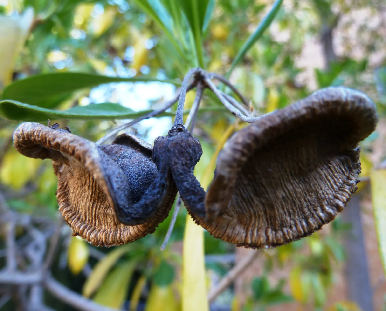 Sweetshade (Hymenosporum Flavum) — and full sun to partial shade