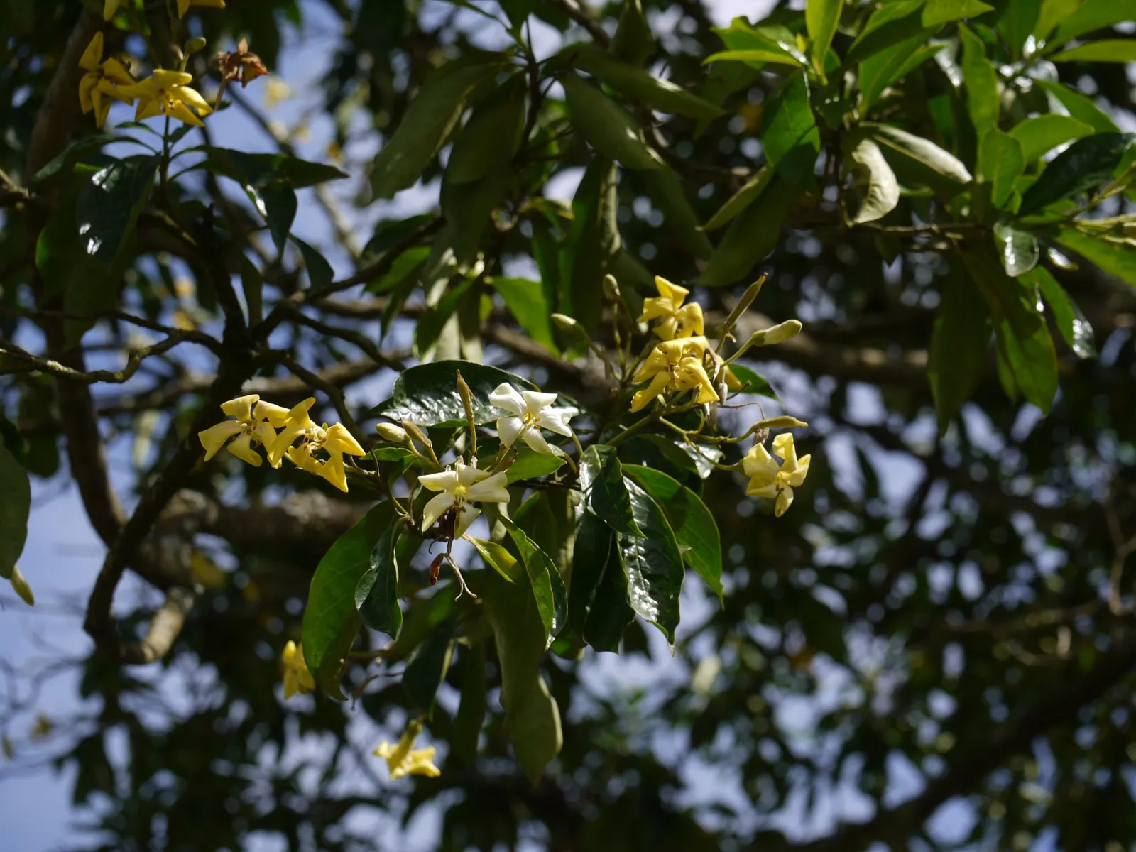 Sweetshade (Hymenosporum Flavum) — They adapt well to different soil types but require regular irrigation during their establishment period; honey-like aroma