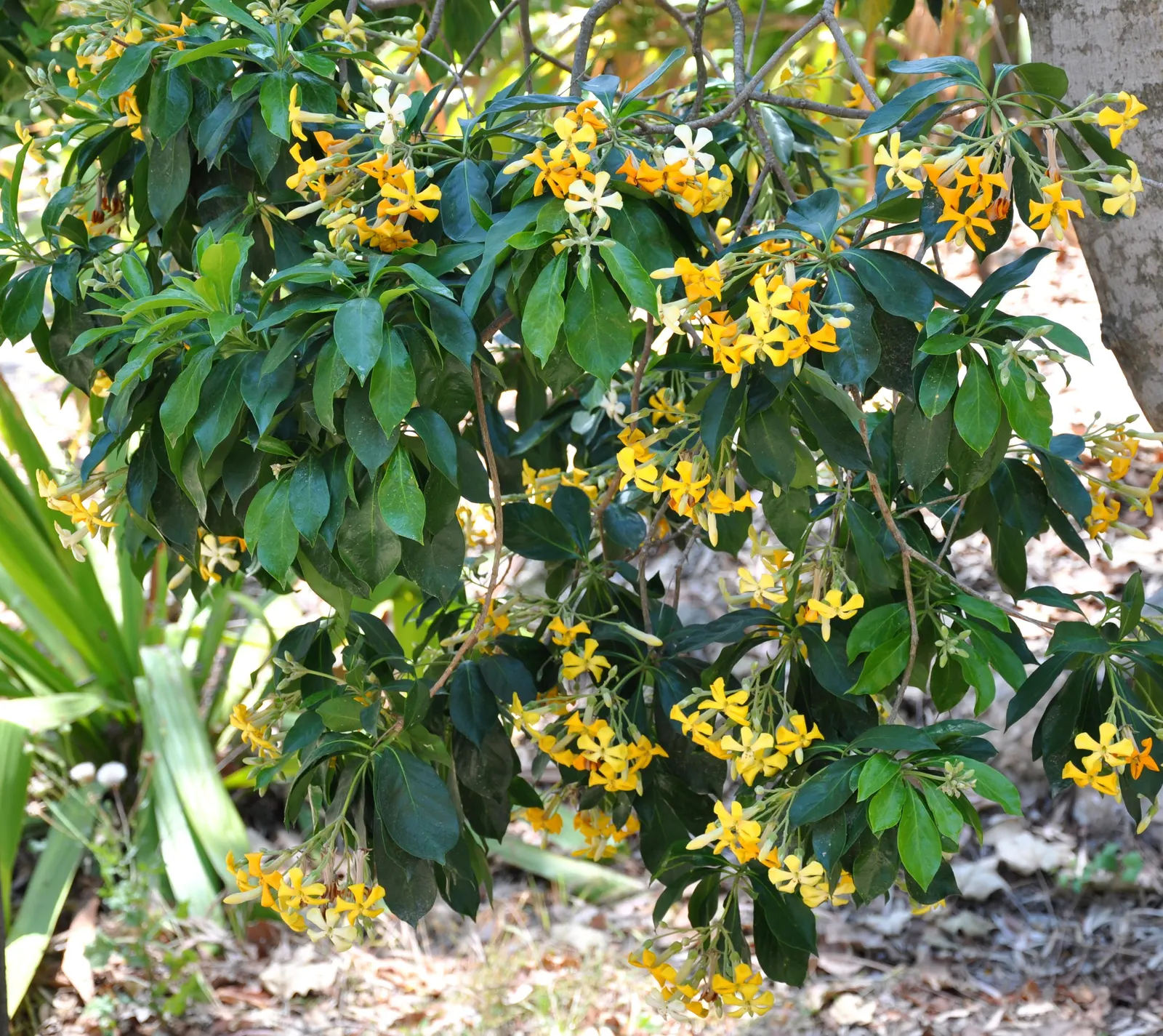 Sweetshade (Hymenosporum Flavum) — and in the spring to early summer