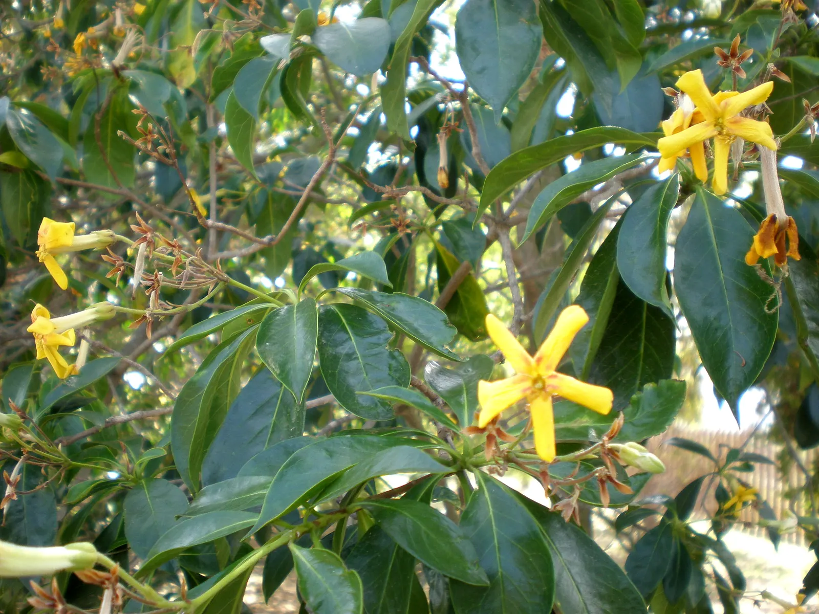 Sweetshade (Hymenosporum Flavum) — including bees and butterflies.<br><br>Sweetshades prefer well-drained soil; the Sweetshade, Hymenosporum flavum, is a