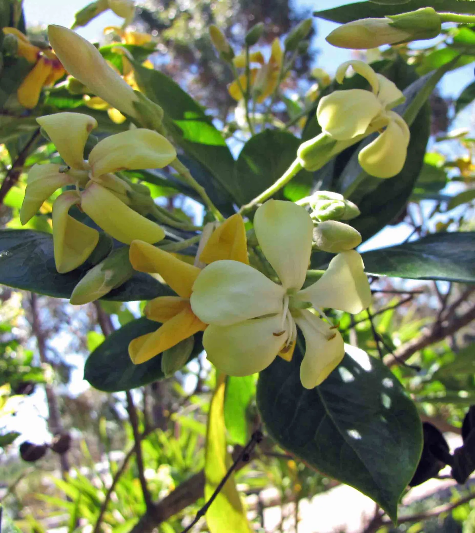 Sweetshade (Hymenosporum Flavum) — They adapt well to different soil types but require regular irrigation during their establishment period