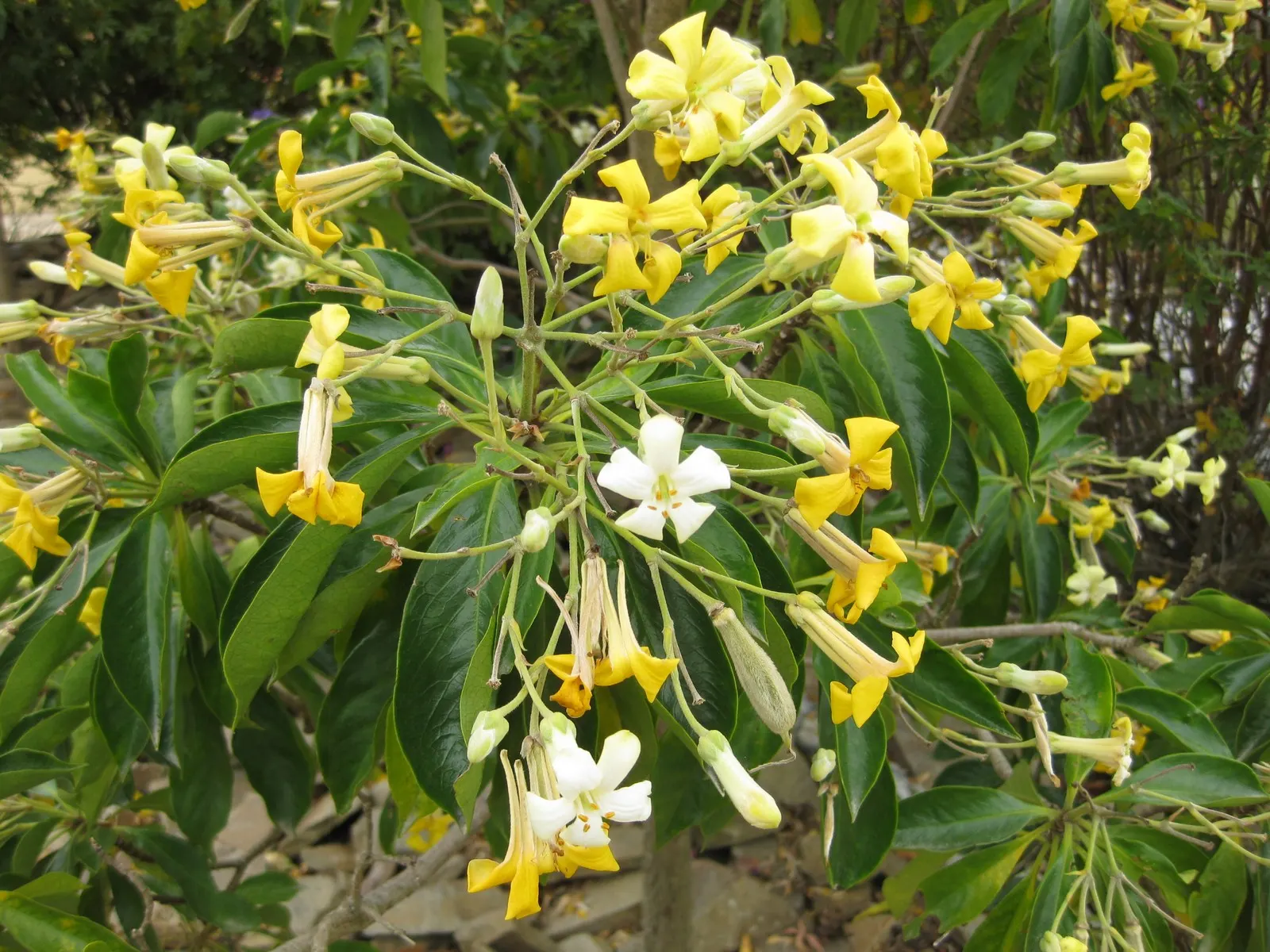 Sweetshade (Hymenosporum Flavum) — is a captivating evergreen tree native to the rainforests of Australia; yellow flowers that evolve to a deep orange as they