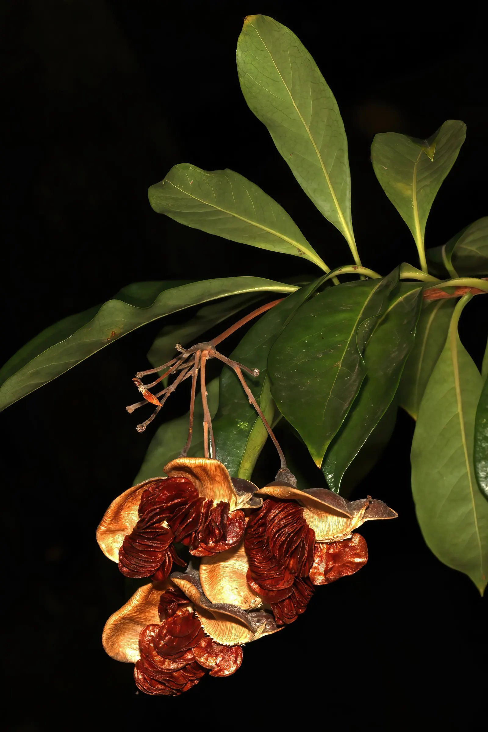 Sweetshade (Hymenosporum Flavum) — With moderate growth rates