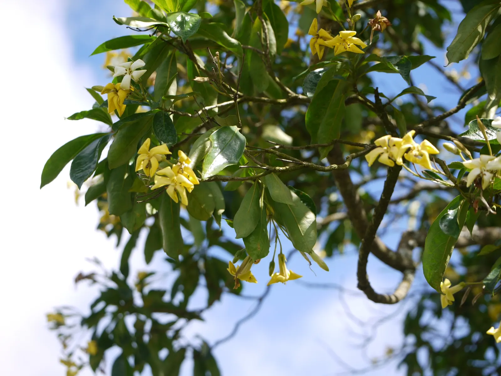 Sweetshade (Hymenosporum Flavum) — and in the spring to early summer; adding a vibrant burst of color to any garden