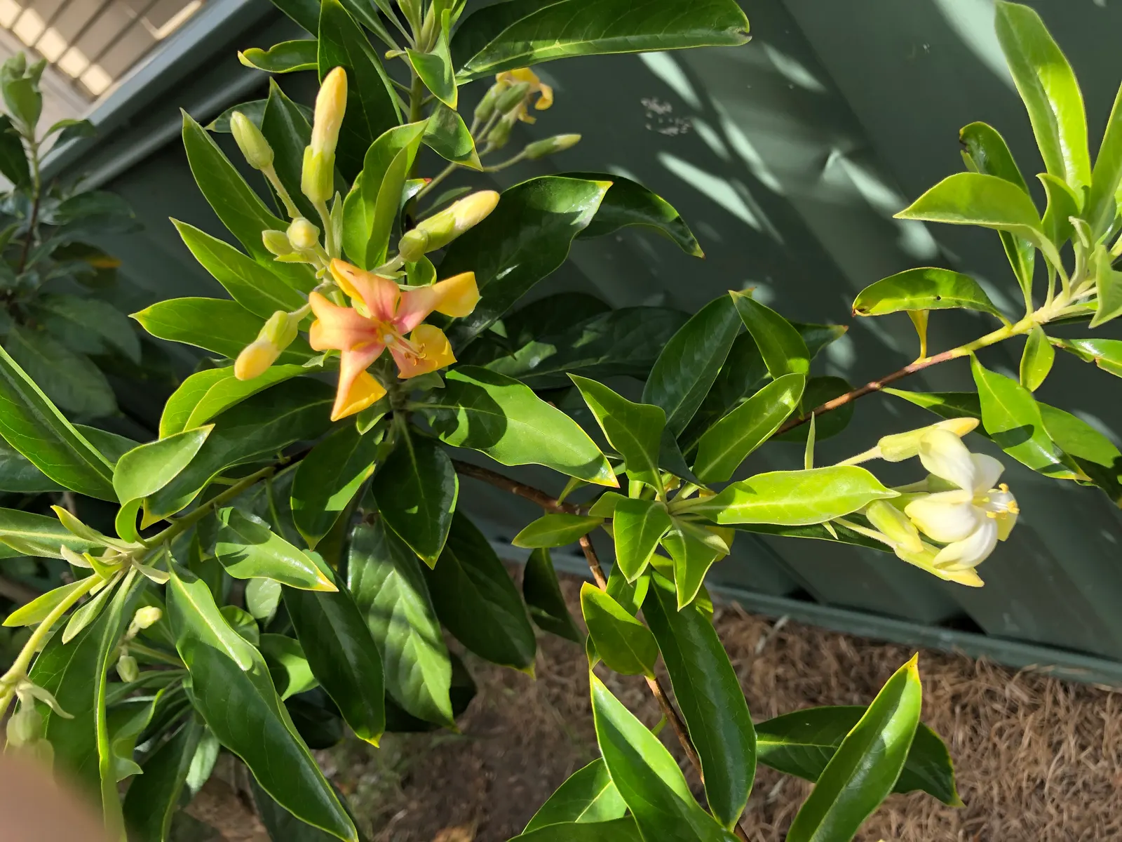 Sweetshade (Hymenosporum Flavum) — the Sweetshade is relatively low-maintenance