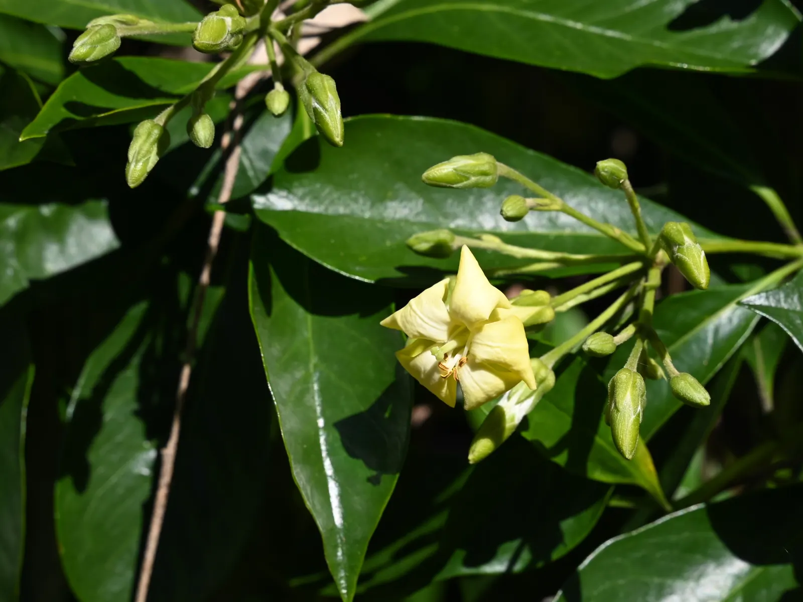 Sweetshade (Hymenosporum Flavum) — elliptical leaves measuring 3 to 5 inches long; is a captivating evergreen tree native to the rainforests of Australia