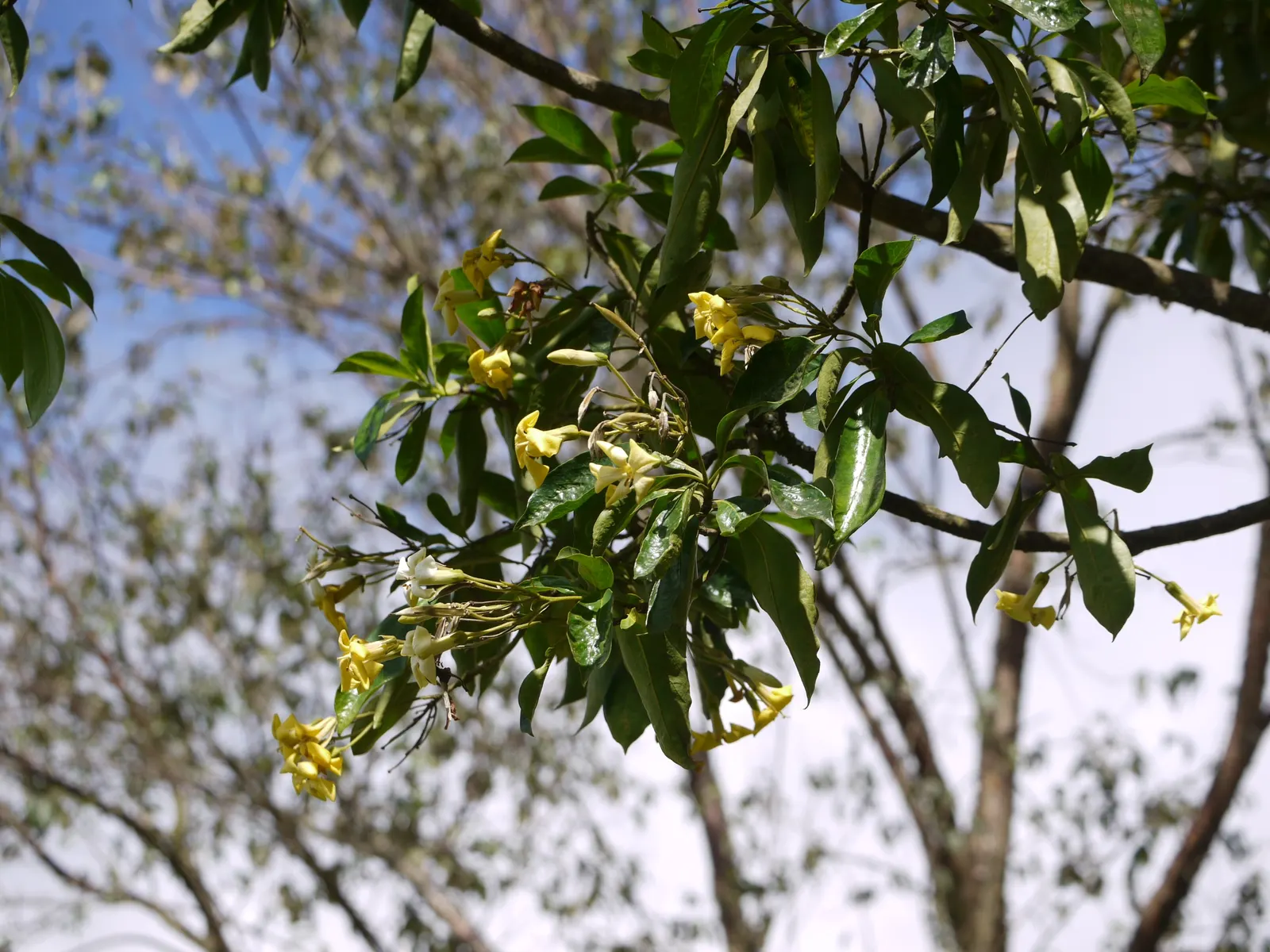 Sweetshade (Hymenosporum Flavum) — elliptical leaves measuring 3 to 5 inches long