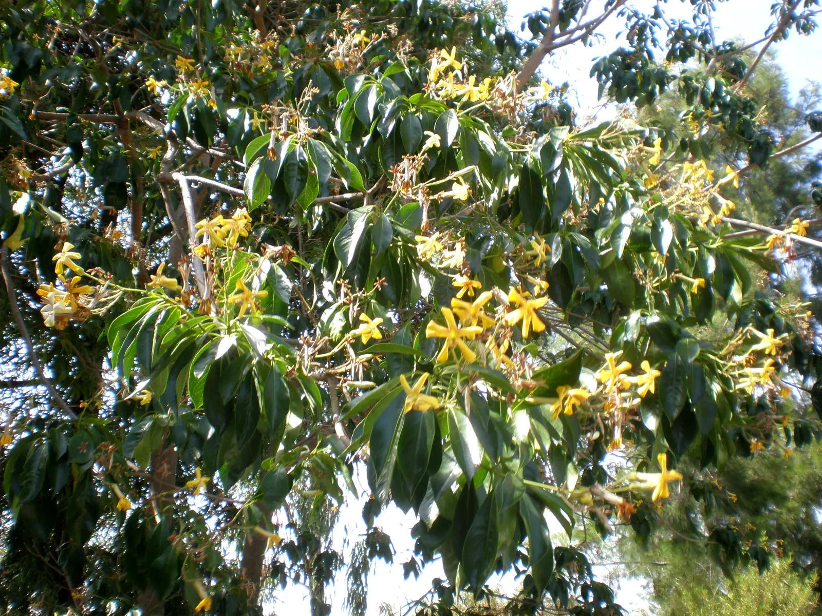 Sweetshade (Hymenosporum Flavum) — This fast-growing tree can reach 30 to 40 feet in height, with a canopy span of 15 to 20 feet; they adapt well to different