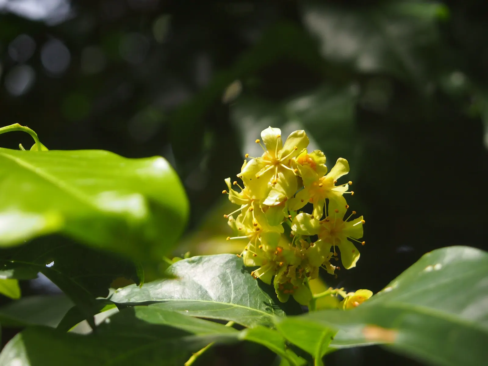 Sweetshade (Hymenosporum Flavum) — is a captivating evergreen tree native to the rainforests of Australia