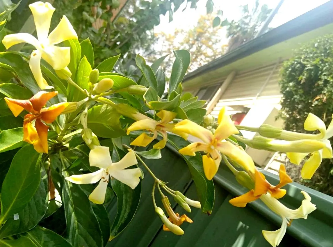 Sweetshade (Hymenosporum Flavum) — tree for full or half