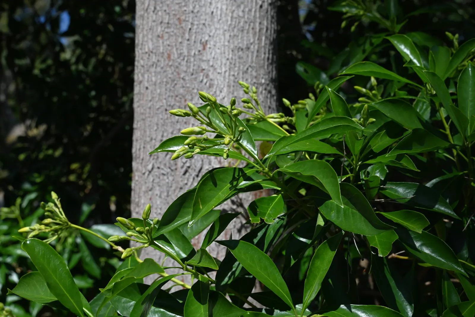 Sweetshade (Hymenosporum Flavum) — Once settled, they are moderately drought-resistant; consider its vertical accent and olfactory appeal