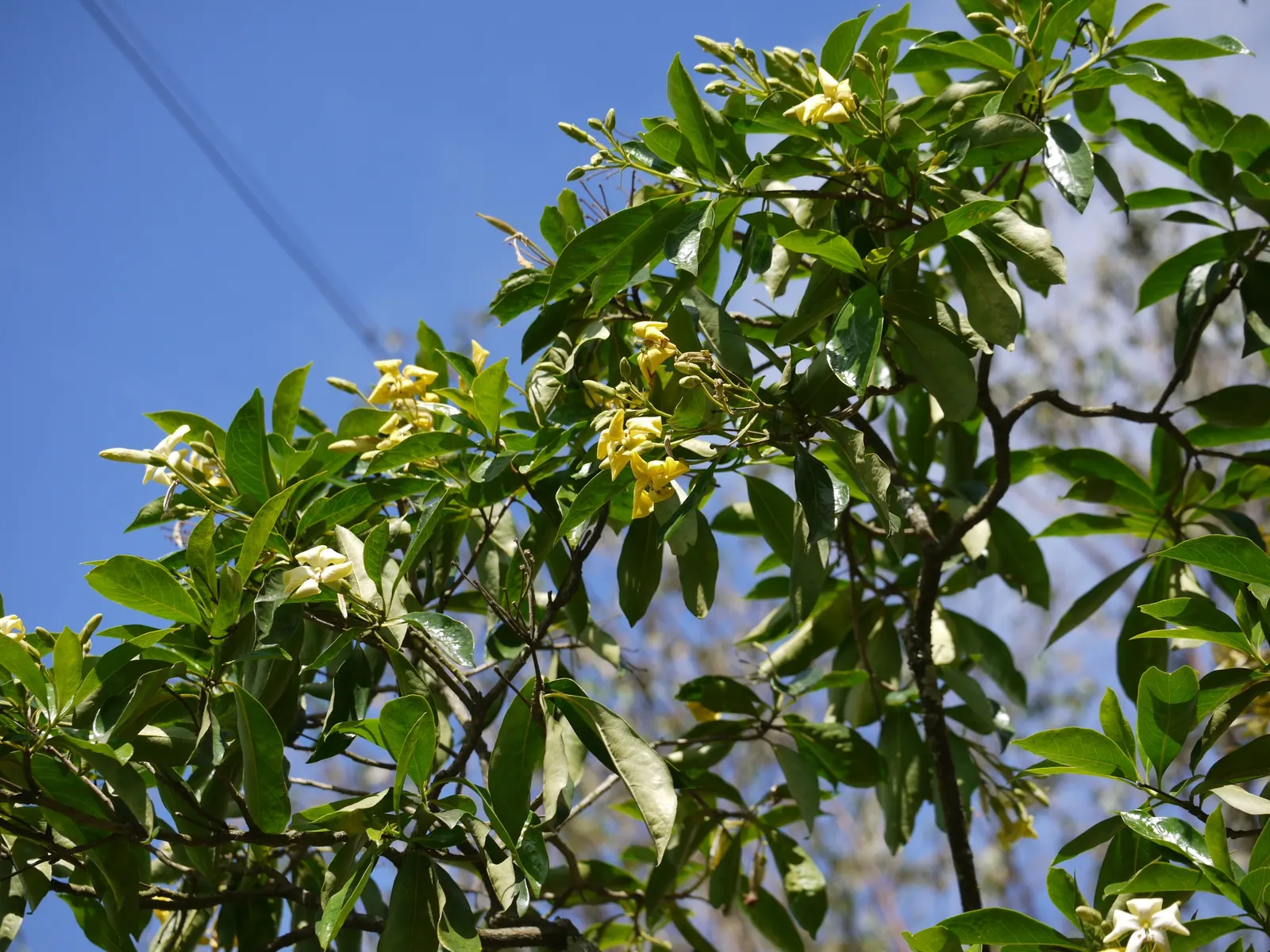 Sweetshade (Hymenosporum Flavum) — honey-like aroma which can attract a variety of pollinators; the Sweetshade is relatively low-maintenance