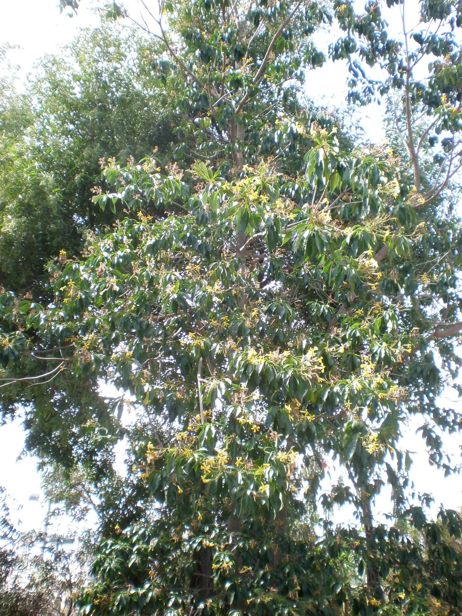Sweetshade (Hymenosporum Flavum) — scientifically known as Hymenosporum flavum, image 32