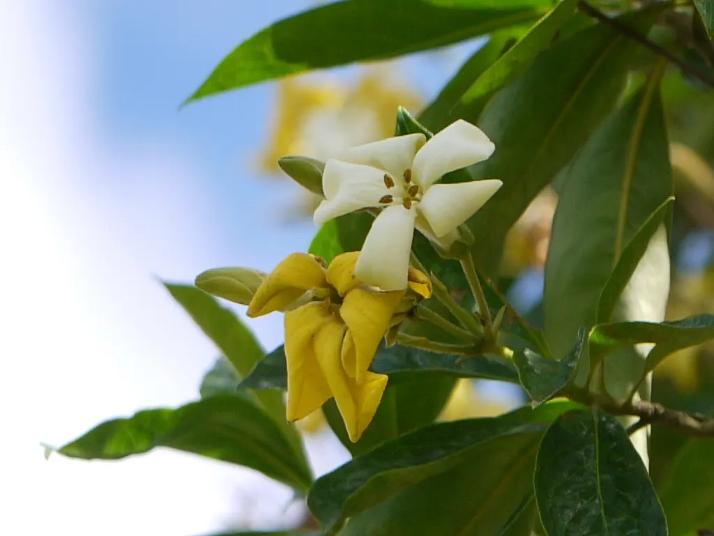 Sweetshade (Hymenosporum Flavum) — scientifically known as Hymenosporum flavum