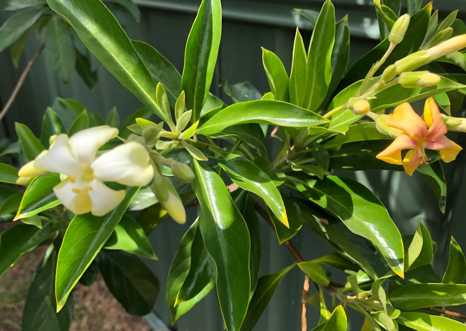 Sweetshade (Hymenosporum Flavum) — This tree's non-invasive root system also makes it suitable for planting near buildings or walkways