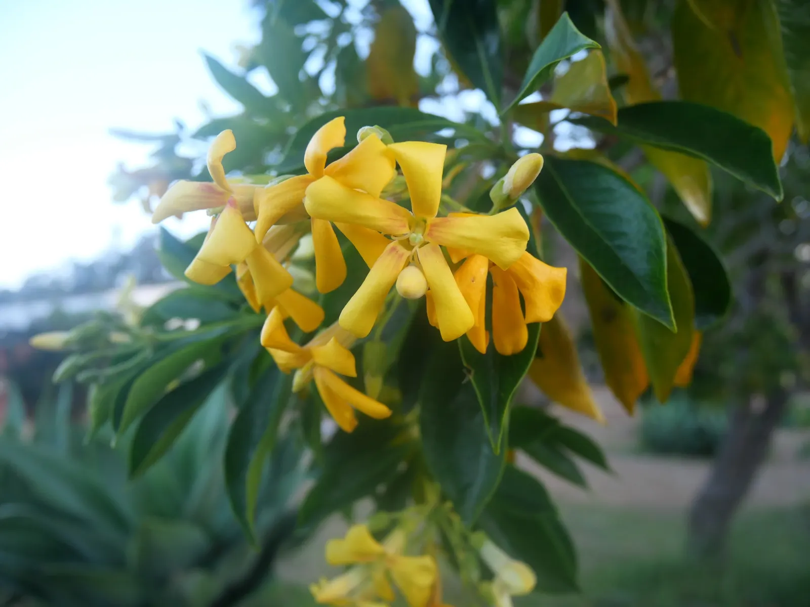 Sweetshade (Hymenosporum Flavum) — The Sweetshade, Hymenosporum flavum, is a fragrant, evergreen native to Australia; ideal for screens or as a specimen tree