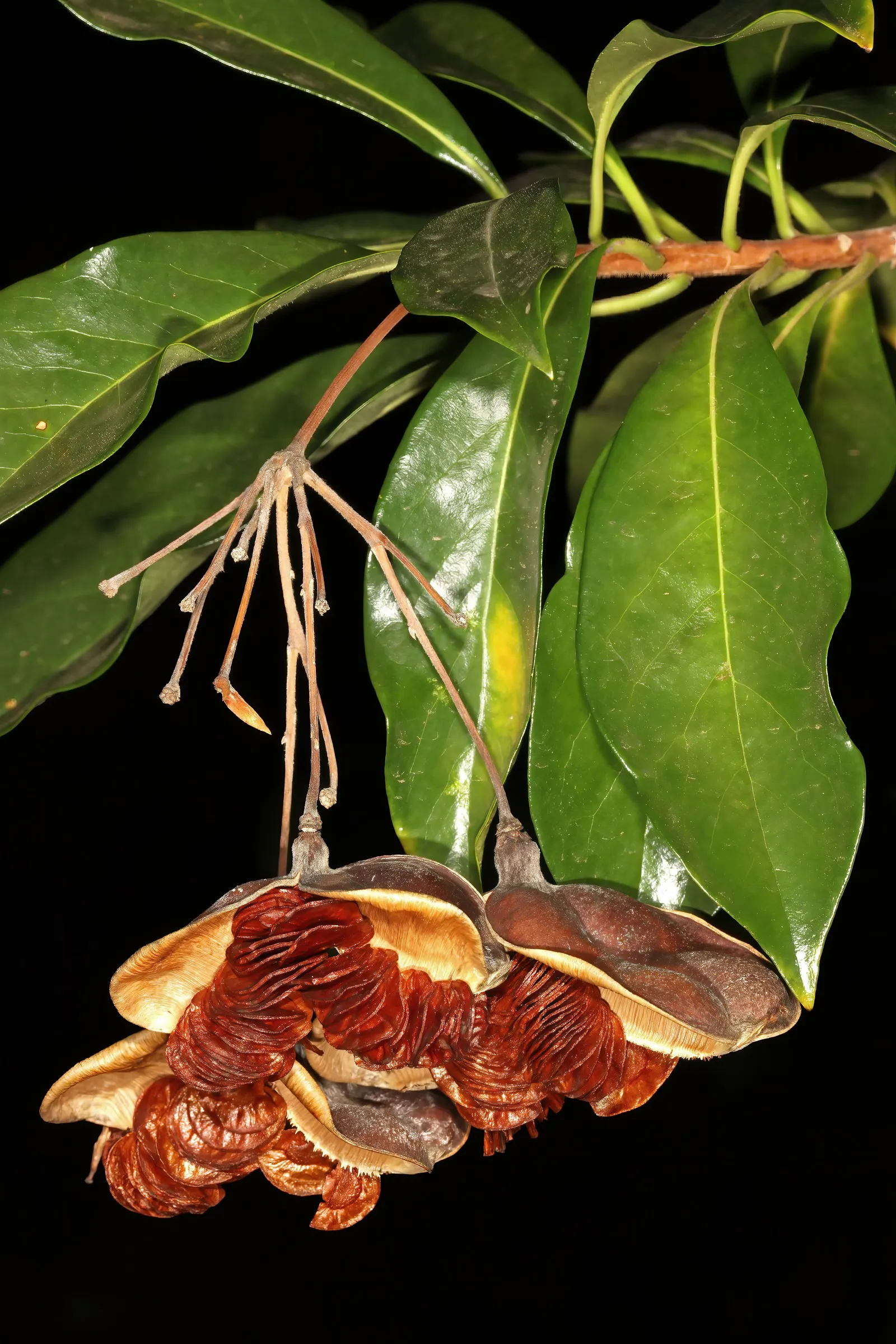 Sweetshade (Hymenosporum Flavum) — honey-like aroma which can attract a variety of pollinators