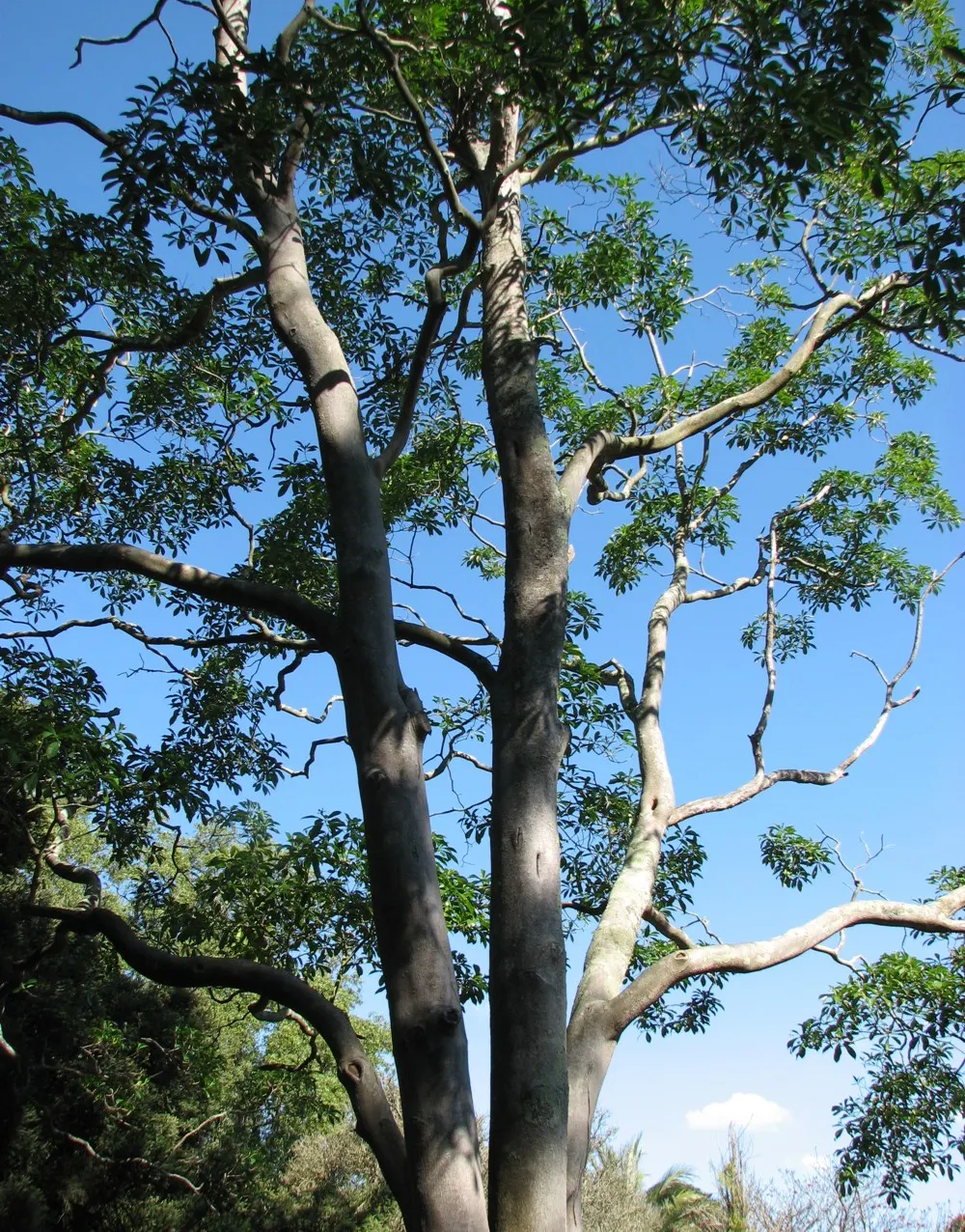 Sweetshade (Hymenosporum Flavum) — It thrives in USDA zones 9 through 11 and is renowned for its prolific and sweetly fragrant flowers; once settled, they are
