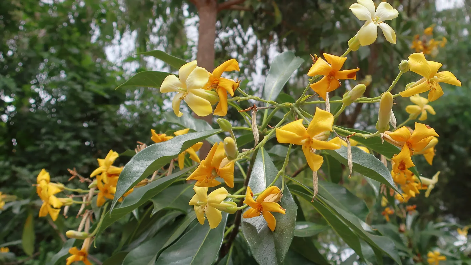 Sweetshade (Hymenosporum Flavum) — adding a vibrant burst of color to any garden; it thrives in USDA zones 9 through 11 and is renowned for its prolific and